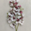 A slender stem of the Lifelike Butterfly Orchid featuring 21 blooms with white petals and deep magenta spots.