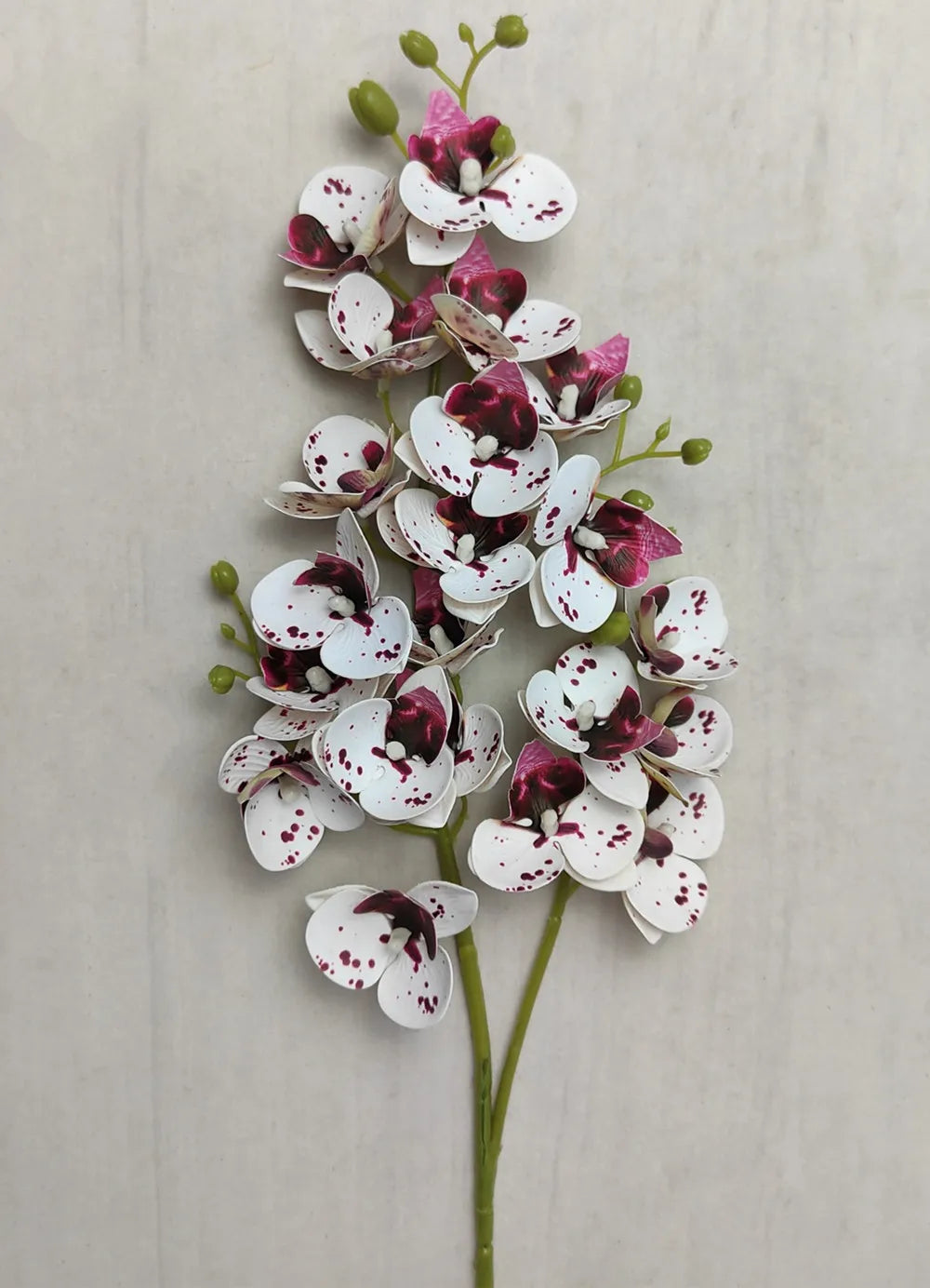 A slender stem of the Lifelike Butterfly Orchid featuring 21 blooms with white petals and deep magenta spots.