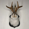 A decorative bunny head with antlers mounted on a wall.