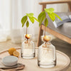 A glass vase holds avocado seeds and roots, demonstrating a seed growing kit.
