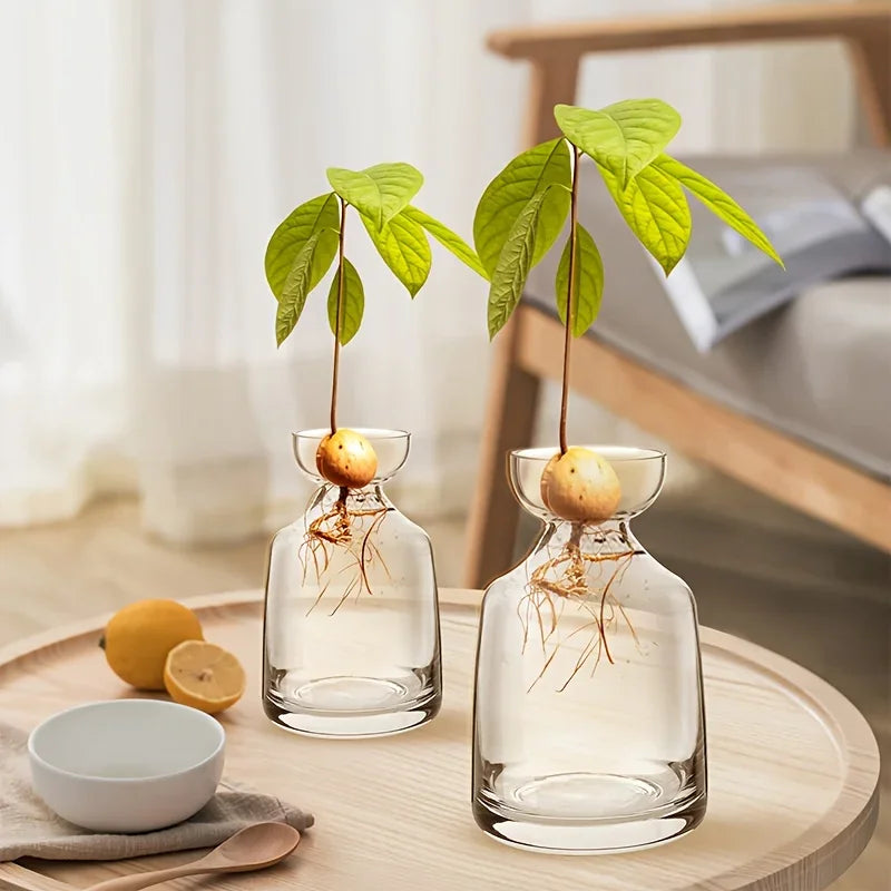 A glass vase holds avocado seeds and roots, demonstrating a seed growing kit.
