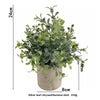A potted Silver leaf chrysanthemum dust plant with green leaves in a rustic pot.