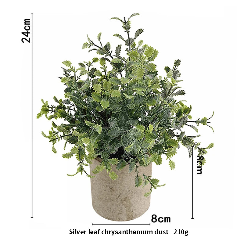 A potted Silver leaf chrysanthemum dust plant with green leaves in a rustic pot.