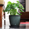 A large green Monstera plant in a dark planter with a saucer sits on a glossy table.