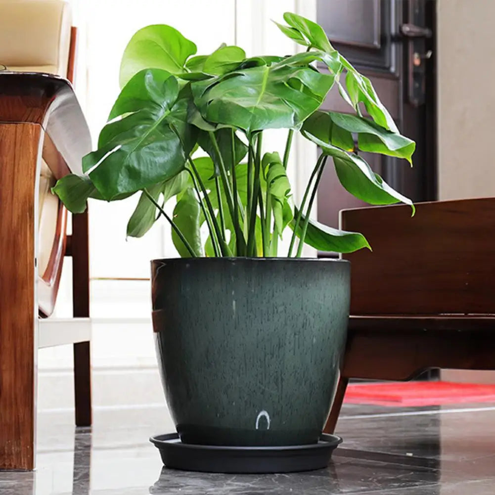 A large green Monstera plant in a dark planter with a saucer sits on a glossy table.