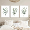 A set of three framed botanical leaf art prints featuring sage green foliage on white backgrounds.