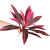 Una mano sostiene una planta tropical artificial magenta y púrpura oscura con hojas grandes y puntiagudas.