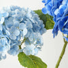 Close-up of vibrant blue hydrangea flowers on green stems.