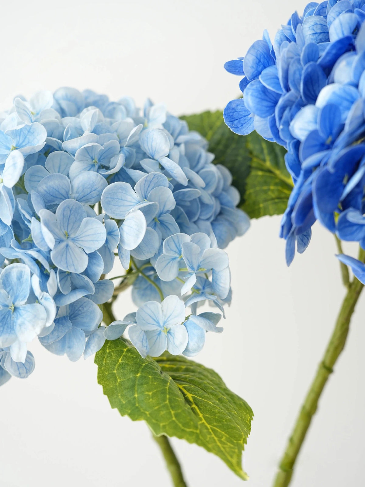 Close-up of vibrant blue hydrangea flowers on green stems.
