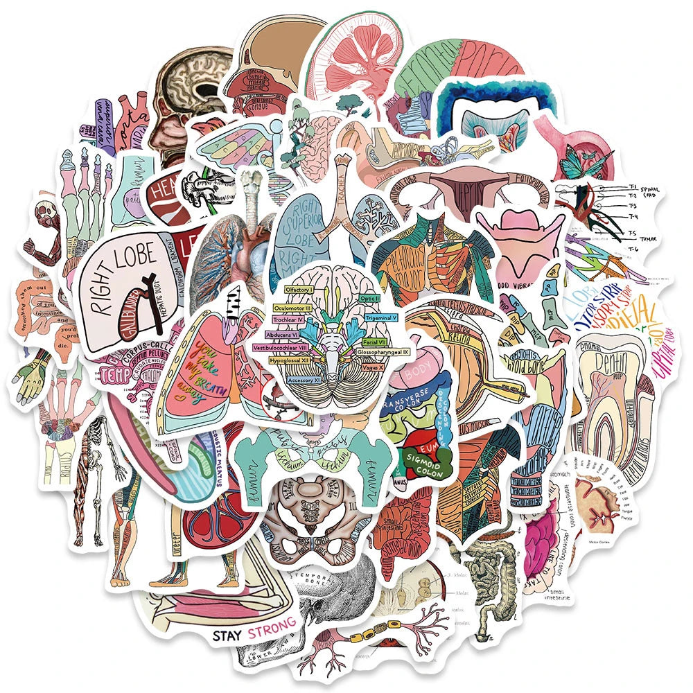 A collection of various anatomy and physiology diagrams, organs, and skeletal structures in a colorful sticker set.