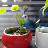 A blue and white pet bird figurine with green leaves is placed in a red bowl, set against a blurred background.