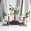 A collection of green plants in glass hydroponic terrarium vases mounted on wooden stands.