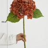 A brown hydrangea flower cluster on a green stem with leaves, shown against a white background.