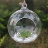 A clear glass hanging planter vase filled with small white stones and a green succulent plant.