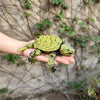 A hand is holding a green 3D printed alligator snapping turtle figurine with articulated joints against a blurred natural bac