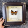 A framed piece of art featuring a real butterfly specimen with text that reads Carpe Diem and Had I not seen the sun I could 
