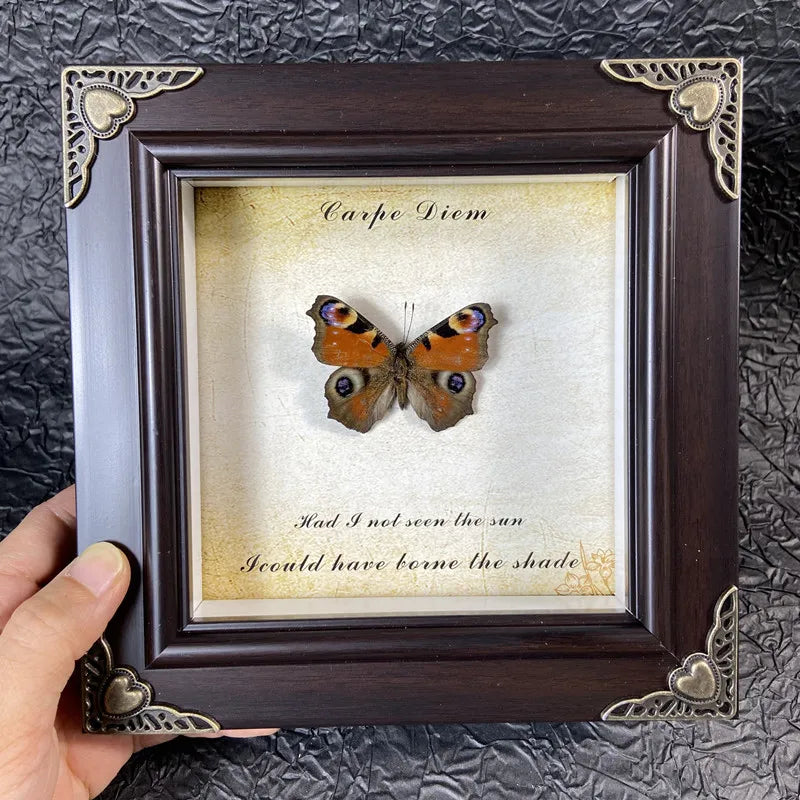 A framed piece of art featuring a real butterfly specimen with text that reads Carpe Diem and Had I not seen the sun I could 