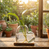 A clear glass vase holding a green plant with a heart shape, resting on a wooden stand near a window.
