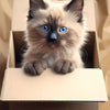 A fluffy, light brown and gray Persian kitten with bright blue eyes sits inside an open cardboard box.