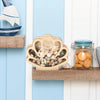 Wooden Seashell Display Box with Acrylic Window