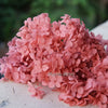 A close-up of pink dried hydrangea flowers scattered on a light surface.
