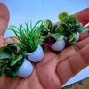A set of miniature potted plants with green and purple leaves in small white ceramic pots held in a hand.