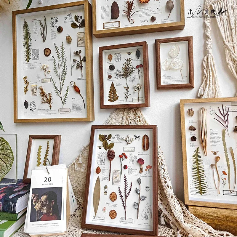 Eine Sammlung gerahmter botanischer Illustrationen und natürlicher Elemente an einer weißen Wand.
