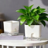 A white self-watering planter with a clear reservoir and lush green leaves sits on a white table.