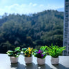 A set of four small potted green plants displayed on a white surface against a blurred green hillside background.