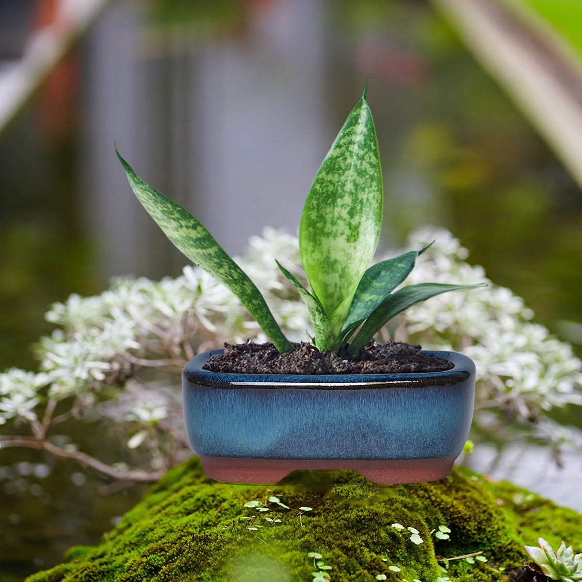 A vibrant green succulent plant growing in a blue ceramic planter resting on mossy rocks.