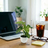A green artificial potted plant sits on a wooden desk next to a laptop and eyeglasses.