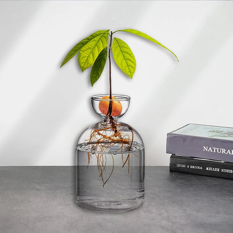 Transparenter Glas-Hydroponiktopf mit Pflanze und orangem Frucht auf weißer Wand
