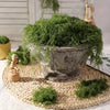 A potted artificial green moss plant displayed on a woven mat with small moss pieces nearby.