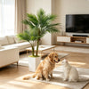 A golden retriever and a white cat sit on a rug in a bright living room with an artificial palm tree.