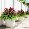 A potted artificial Dracaena Boston fern with vibrant pink and green leaves sitting on a white fence.