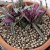 A set of two realistic resin mini skulls for garden decor planted in potting soil.