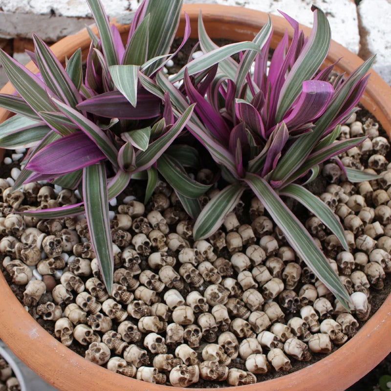 A set of two realistic resin mini skulls for garden decor planted in potting soil.