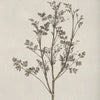 A black and white botanical illustration of a flowering plant branch on light paper.