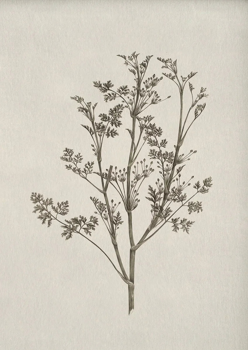 A black and white botanical illustration of a flowering plant branch on light paper.