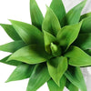 A vibrant green artificial agave plant with thick, fleshy leaves is shown against a white background.