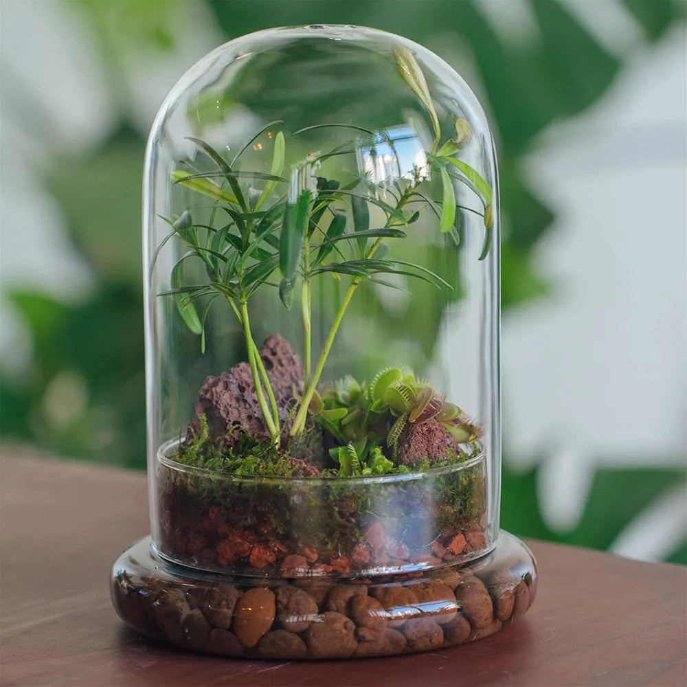 A glass cloche terrarium filled with moss and small plants rests on a wooden base.