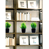 A tall shelving unit displaying various framed art and potted green plants.