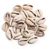 Natural Sea Snail Shell Beads for DIY Jewelry Making