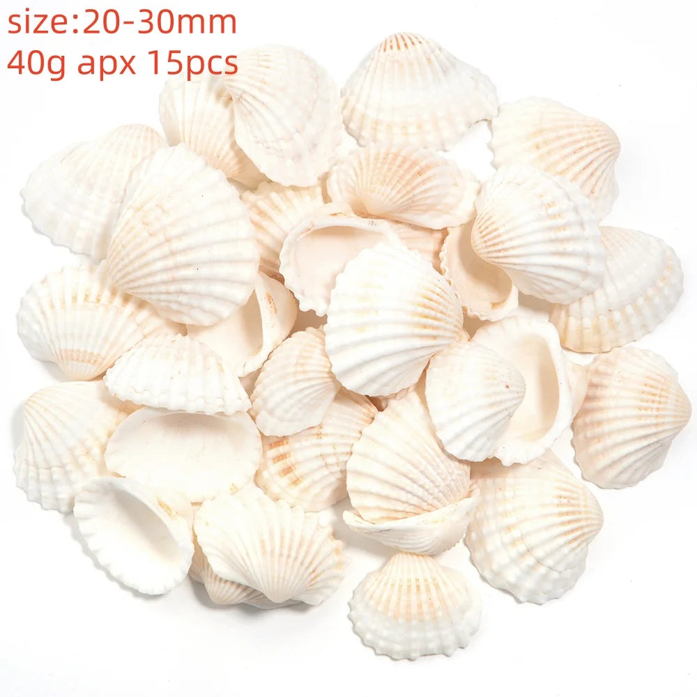 Natural Sea Snail Shell Beads for DIY Jewelry Making