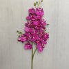A vertical arrangement of vibrant pink and magenta orchid blooms on a green stem.