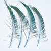 A fan of natural peacock feathers showing green and blue iridescent plumes.
