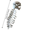 A realistic 3D dinosaur skeleton plush costume displayed against a white background.