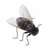 A small insect specimen with translucent wings and a dark body is shown against a white background.
