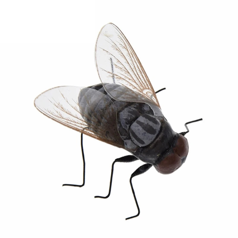 A small insect specimen with translucent wings and a dark body is shown against a white background.