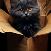 A fluffy gray and orange kitten peeks out of a brown cardboard box.